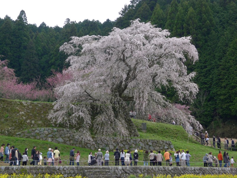 本郷の瀧桜（又兵衛桜）
